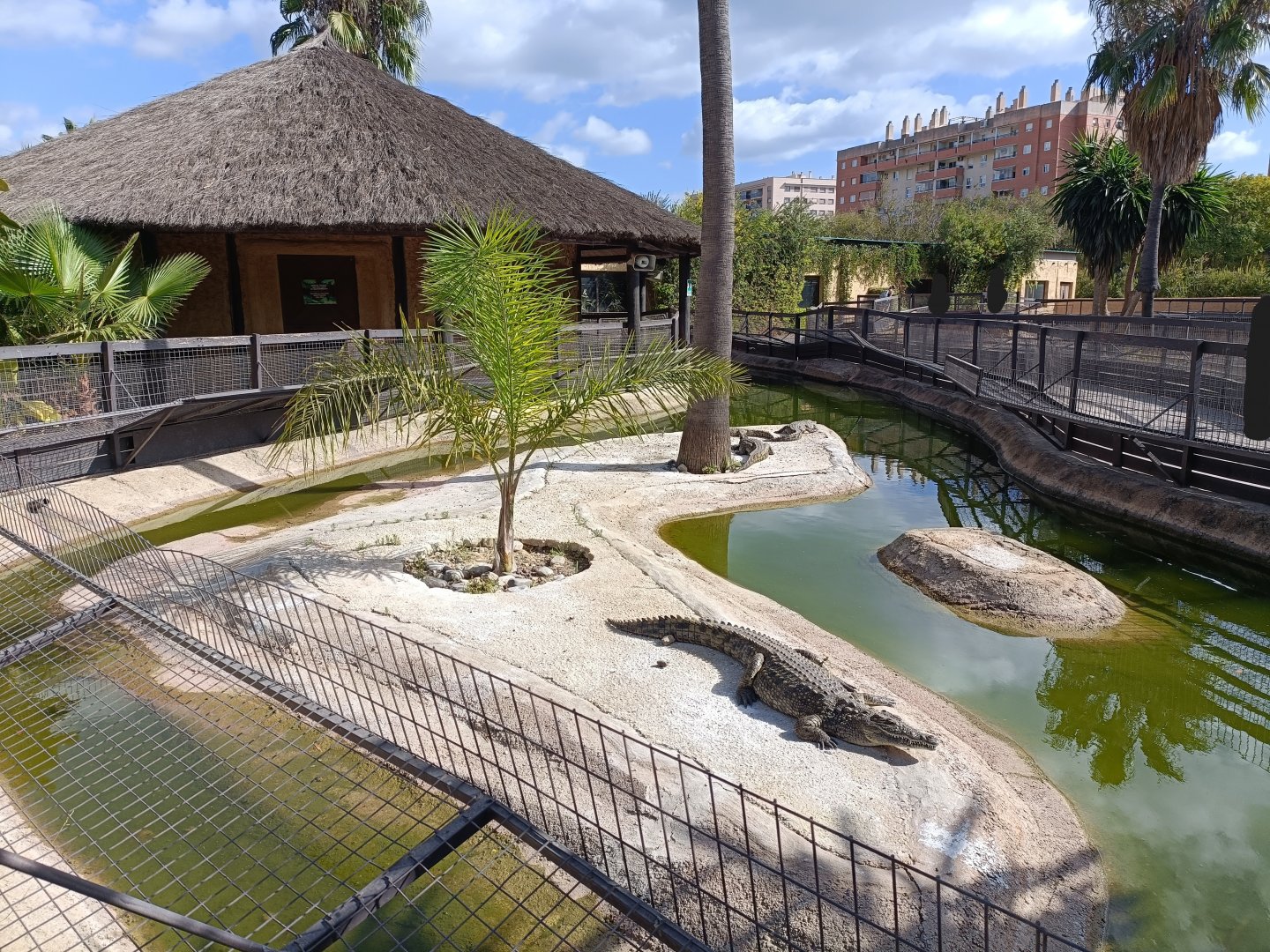Nile crocodile exhibit - Crocodile park Torremolinos