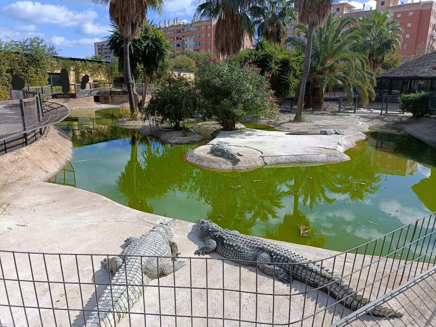 Nile crocodile exhibit - Crocodile park Torremolinos