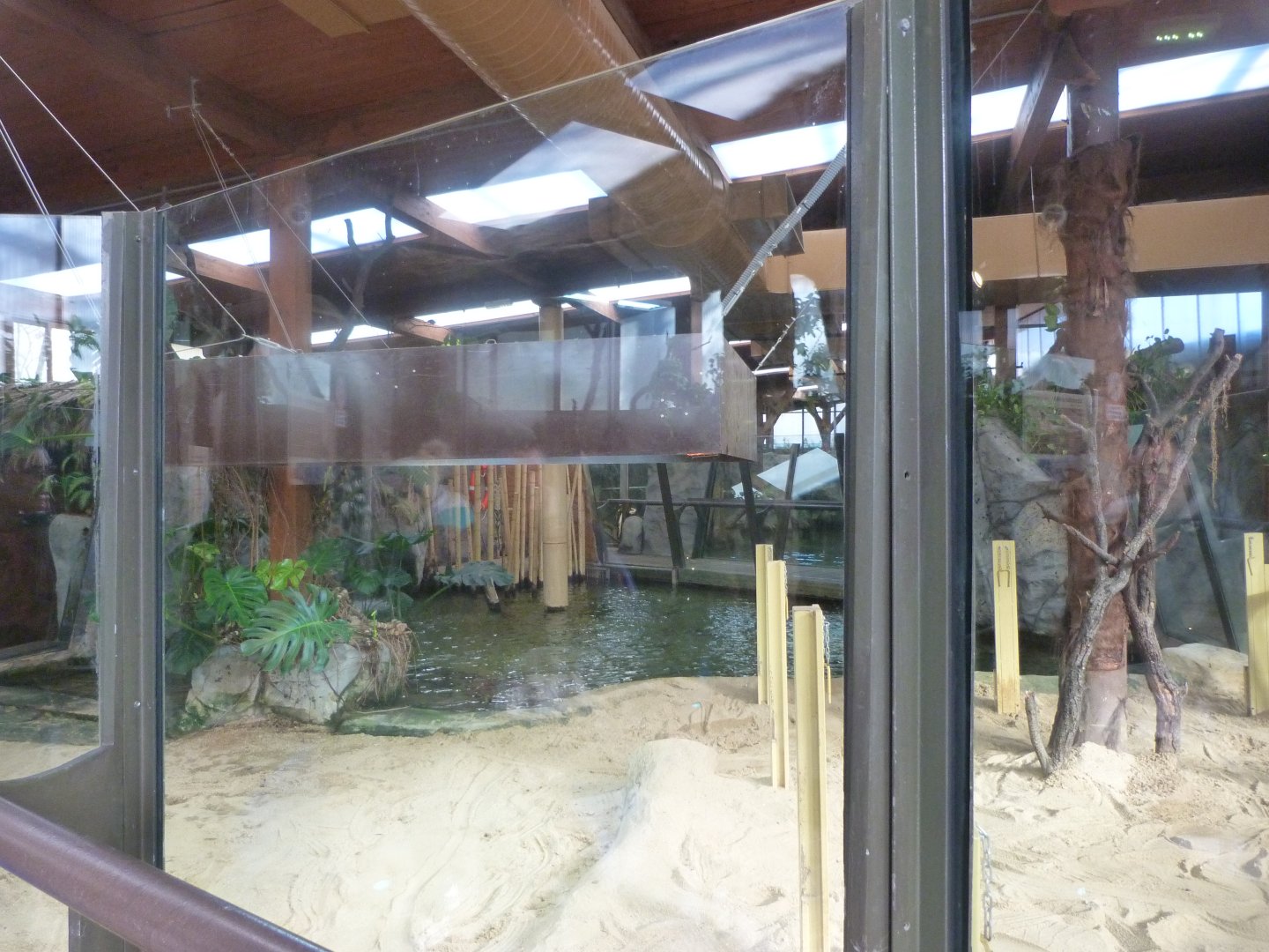Nile crocodile exhibit -Faunia (2025)