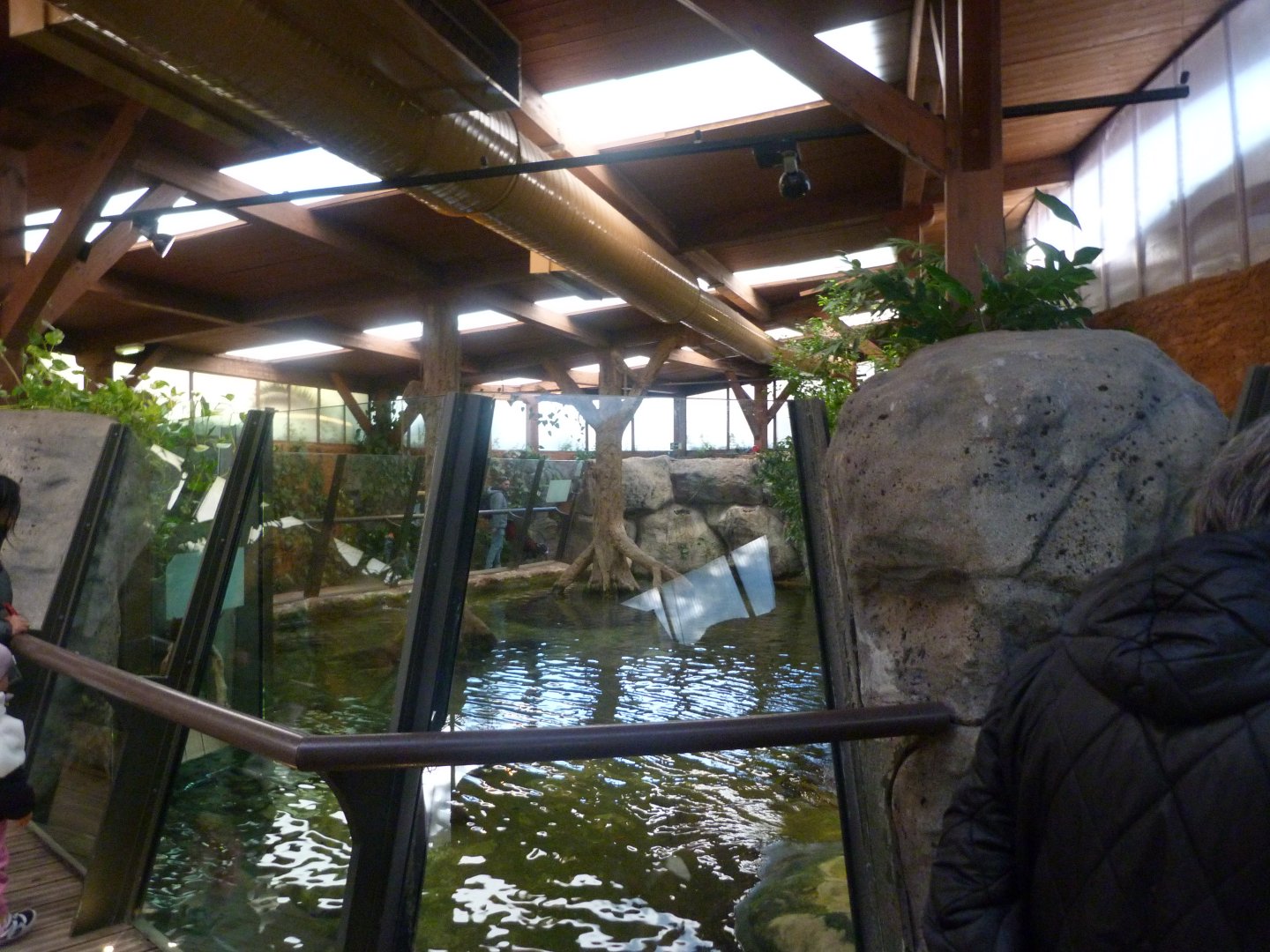 Nile crocodile exhibit -Faunia (2025)