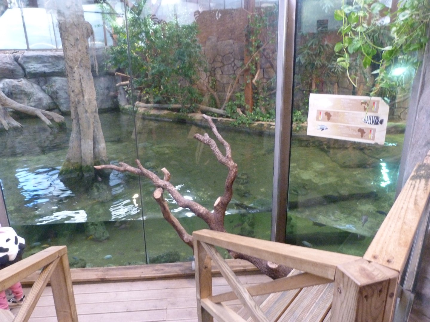 Nile crocodile exhibit -Faunia (2025)