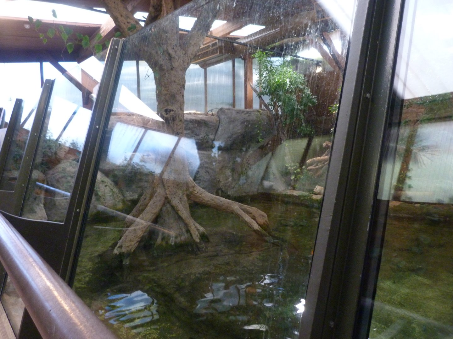 Nile crocodile exhibit -Faunia (2025)