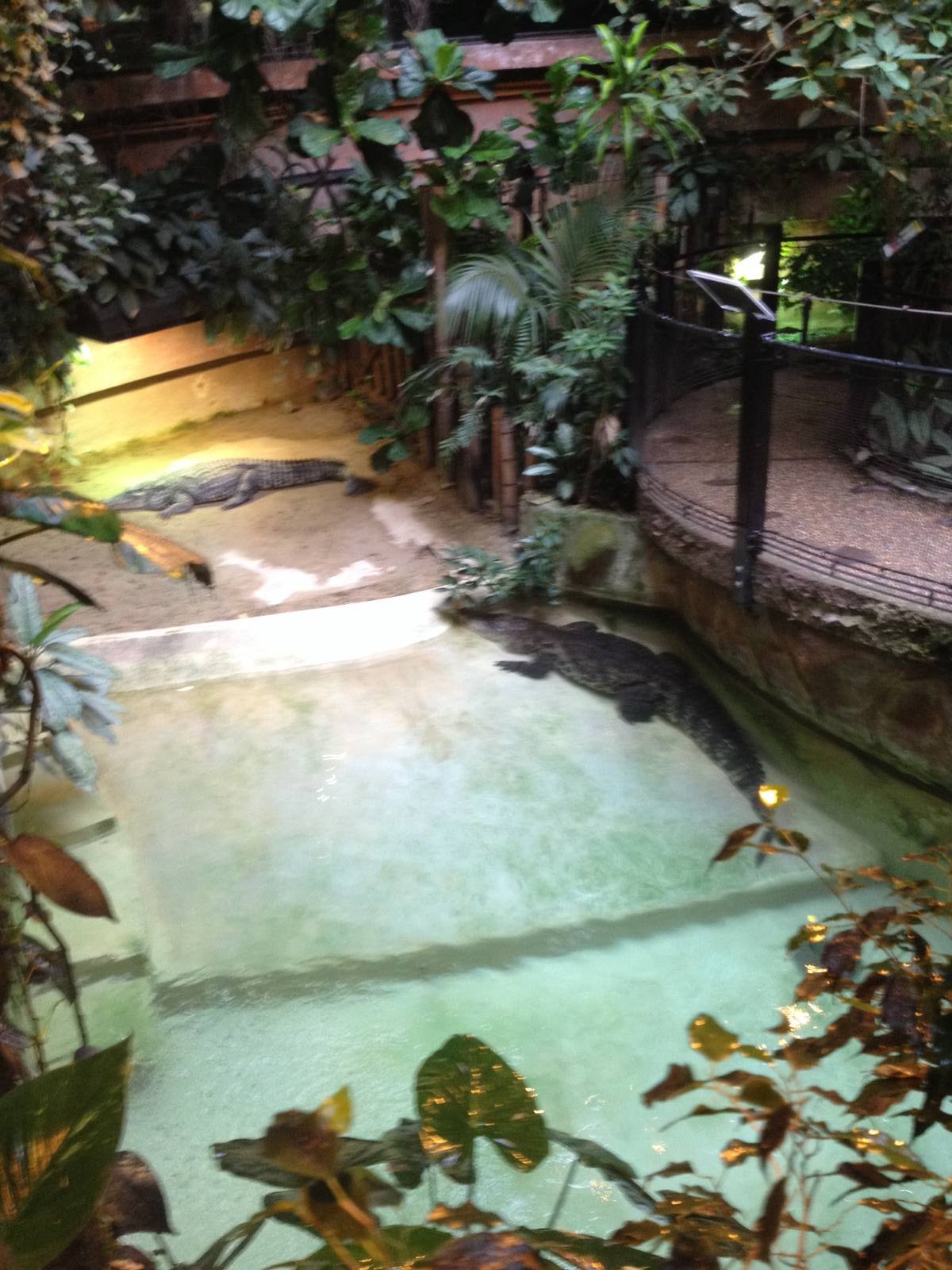 Nile Crocodile Exhibit in the Reptile House