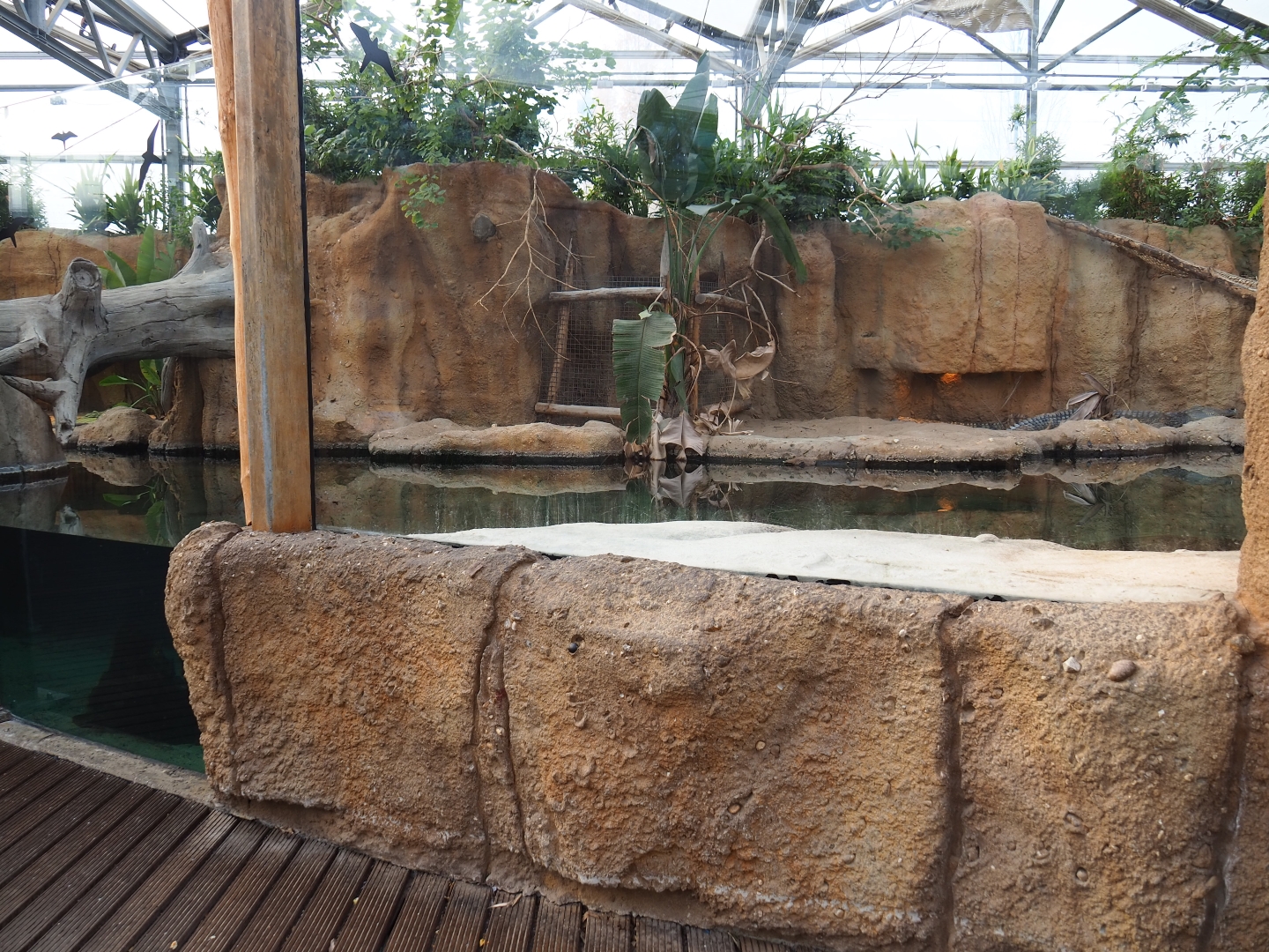 Nile crocodile exhibit (Nov 10th, 2018)