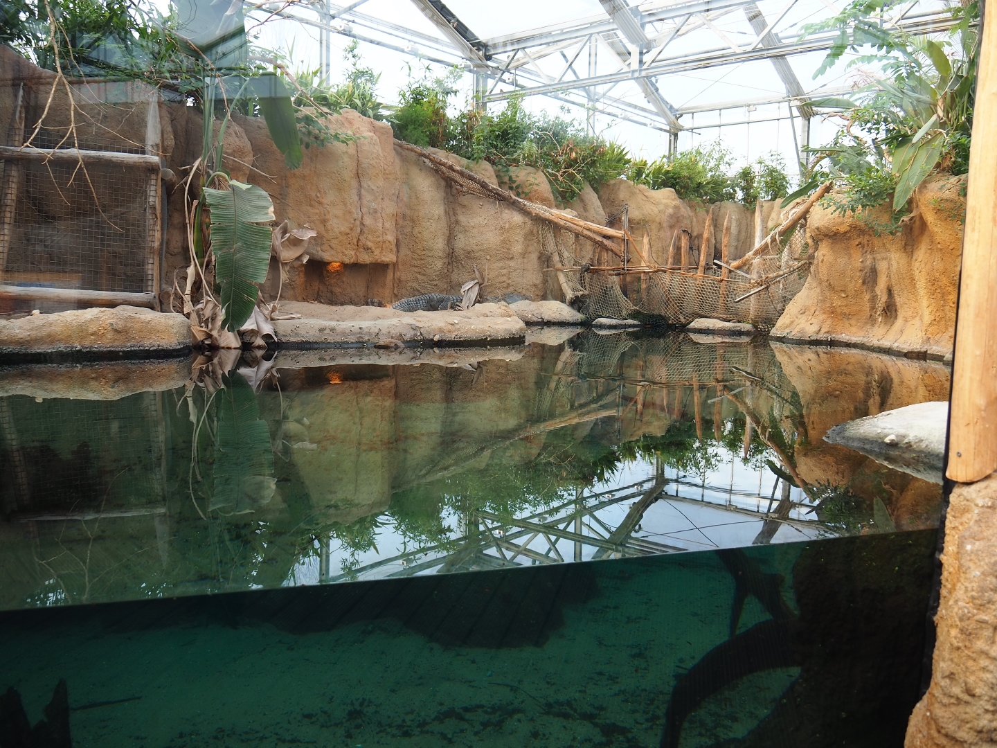 Nile crocodile exhibit (Nov 10th, 2018)