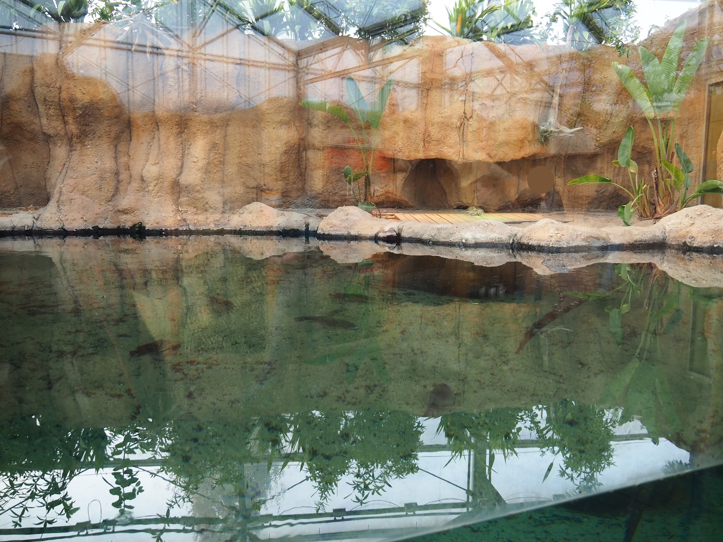 Nile crocodile exhibit (Nov 10th, 2018)