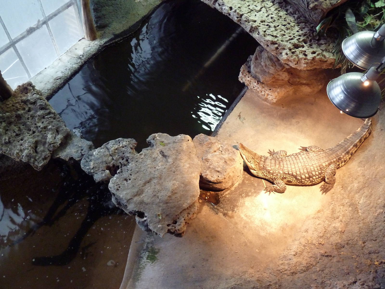 Nile Crocodile Exhibit (overhead view)