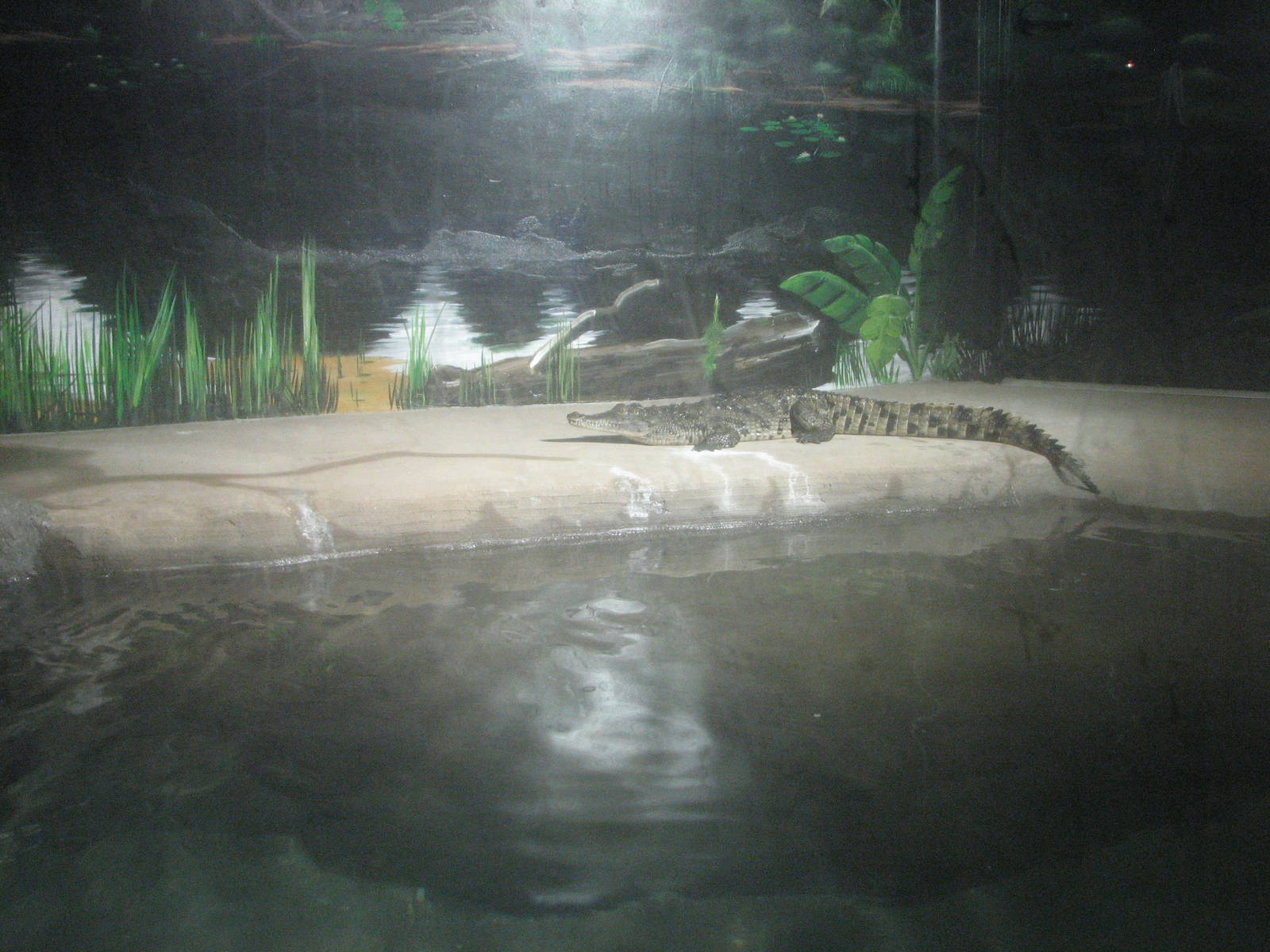 Nile Crocodile Exhibit - Wildlife World Zoo