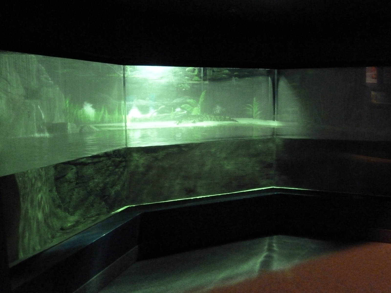 Nile Crocodile Exhibit