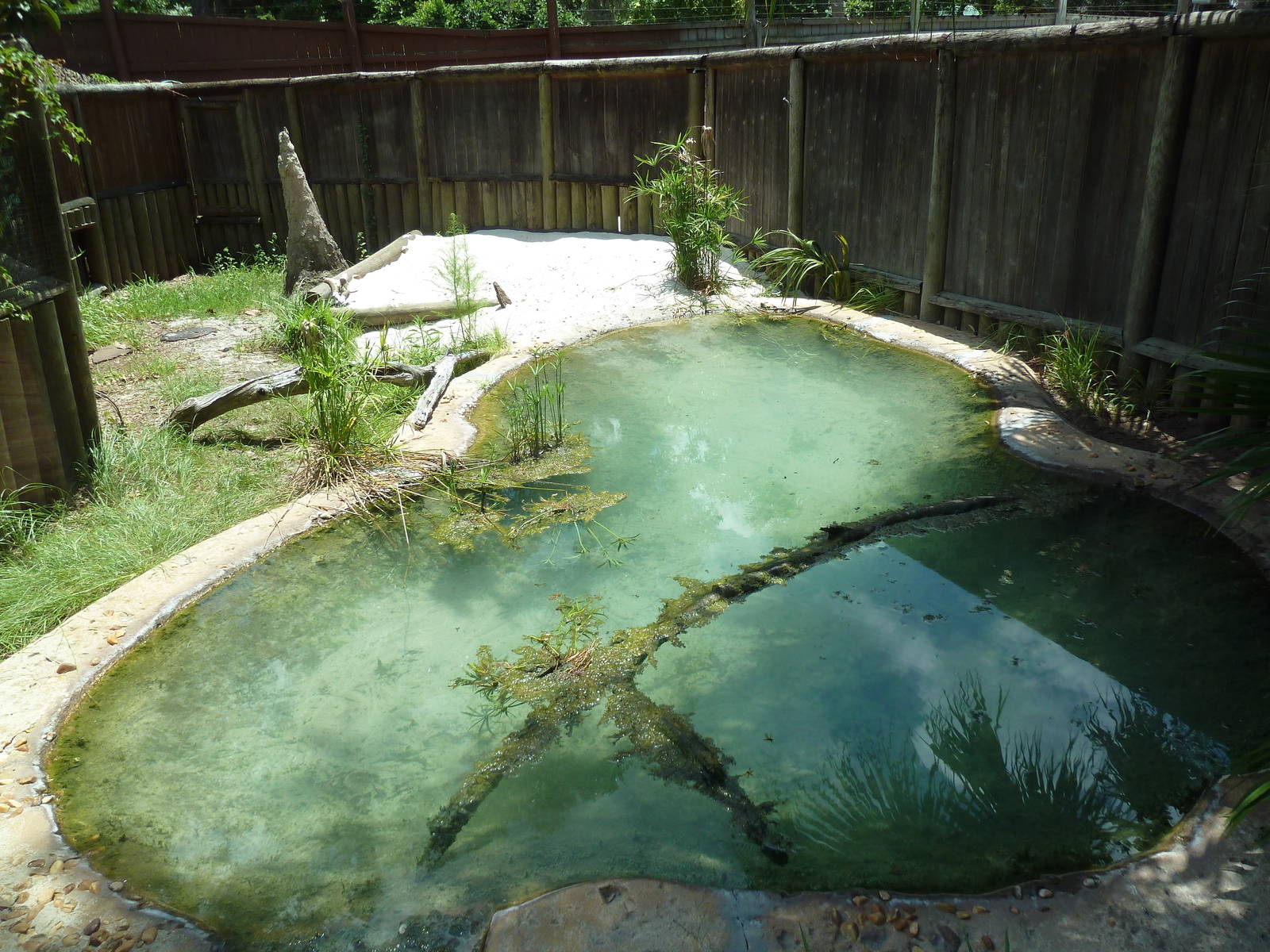 Nile Crocodile Exhibit