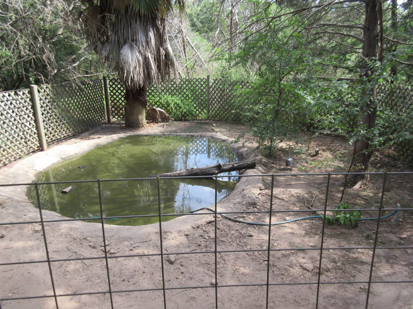 Nile Crocodile Exhibit