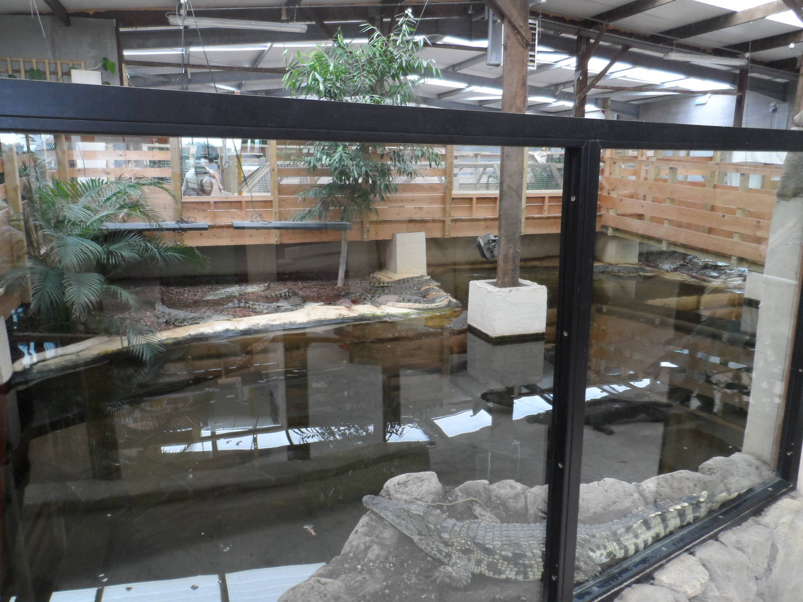 Nile Crocodile Exhibit