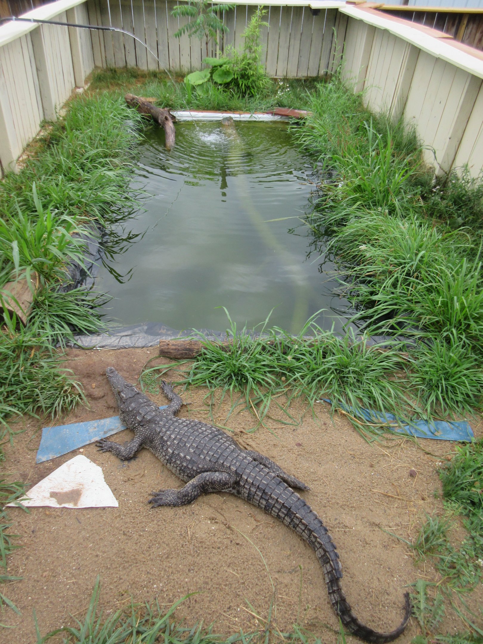 Nile Crocodile Exhibit