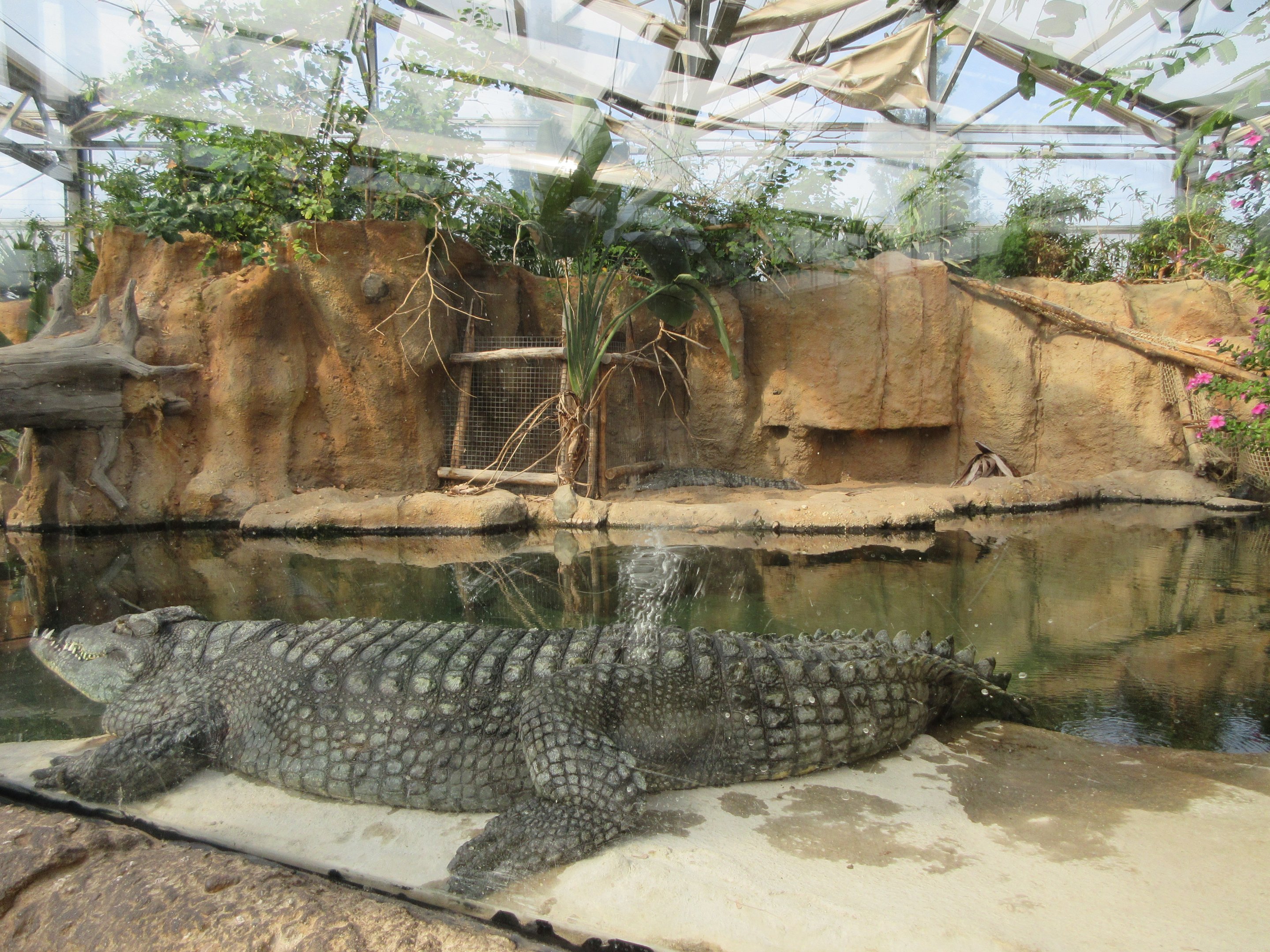 Nile Crocodile Exhibit