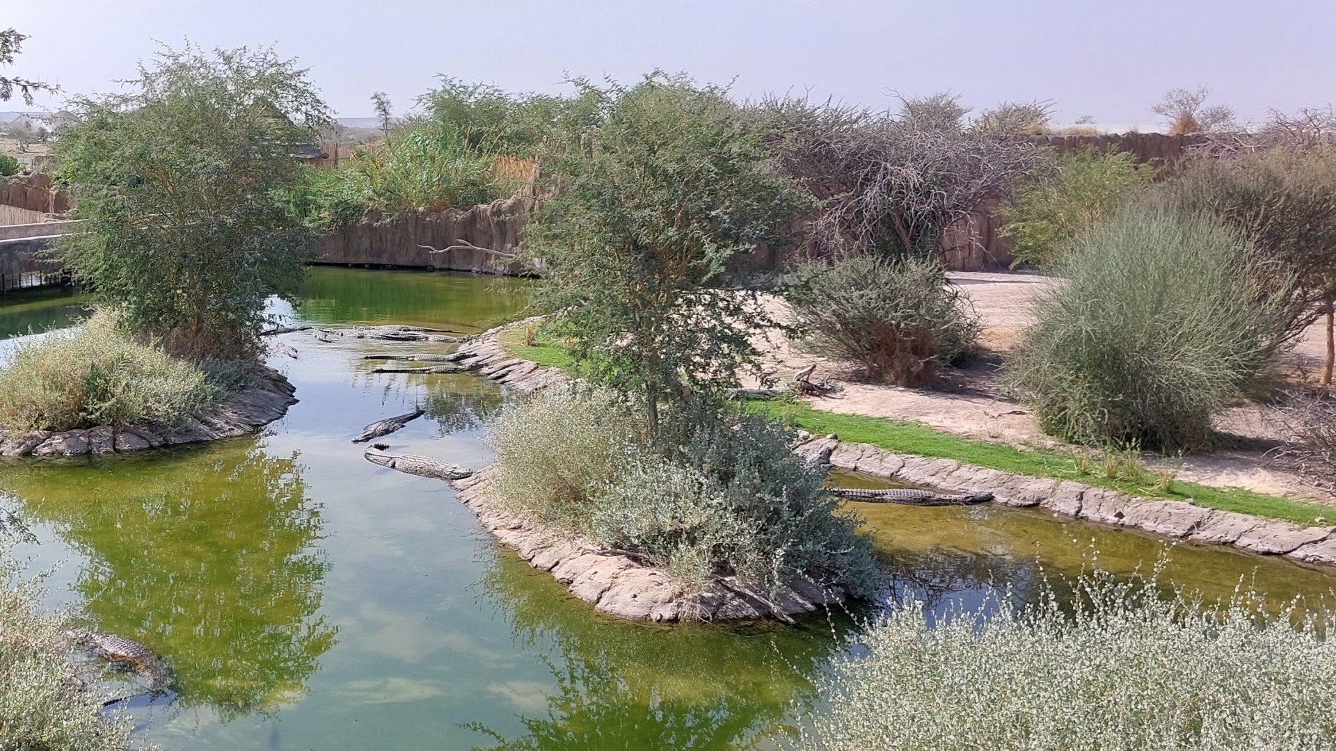 Nile crocodile exhibit