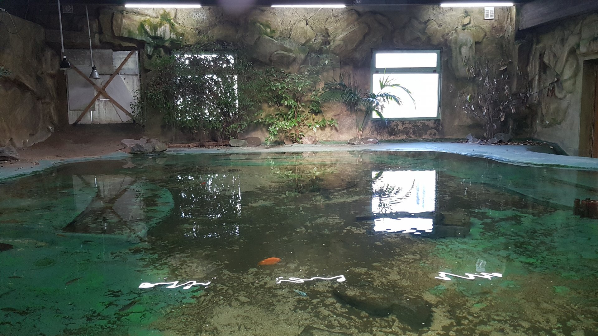 Nile crocodile exhibit