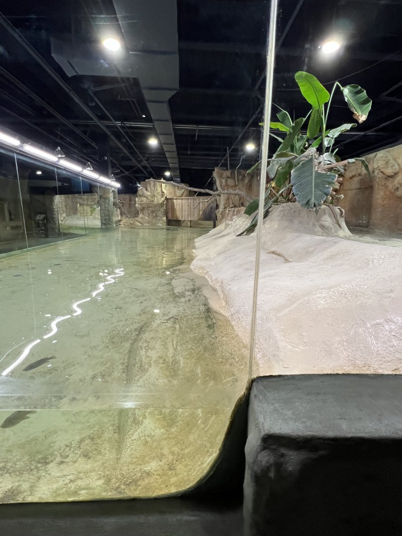 Nile Crocodile Exhibit