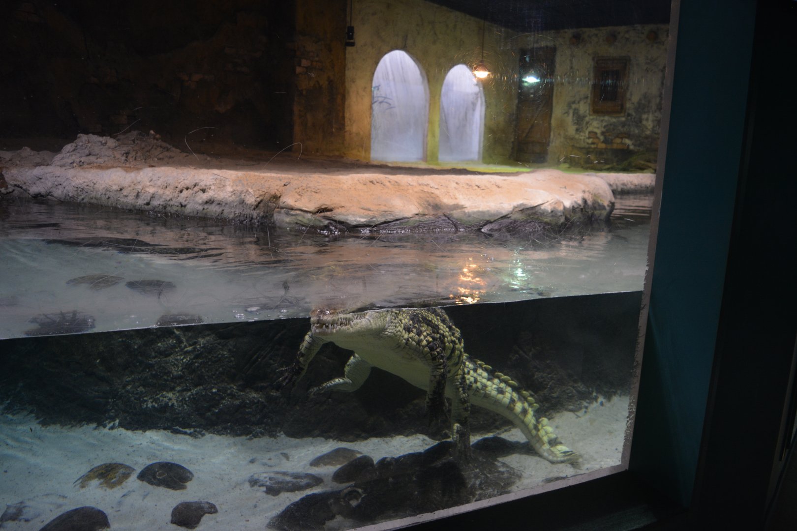 Nile crocodile exhibition
