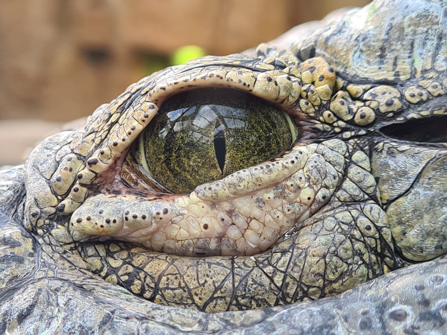 Nile crocodile eye close-up