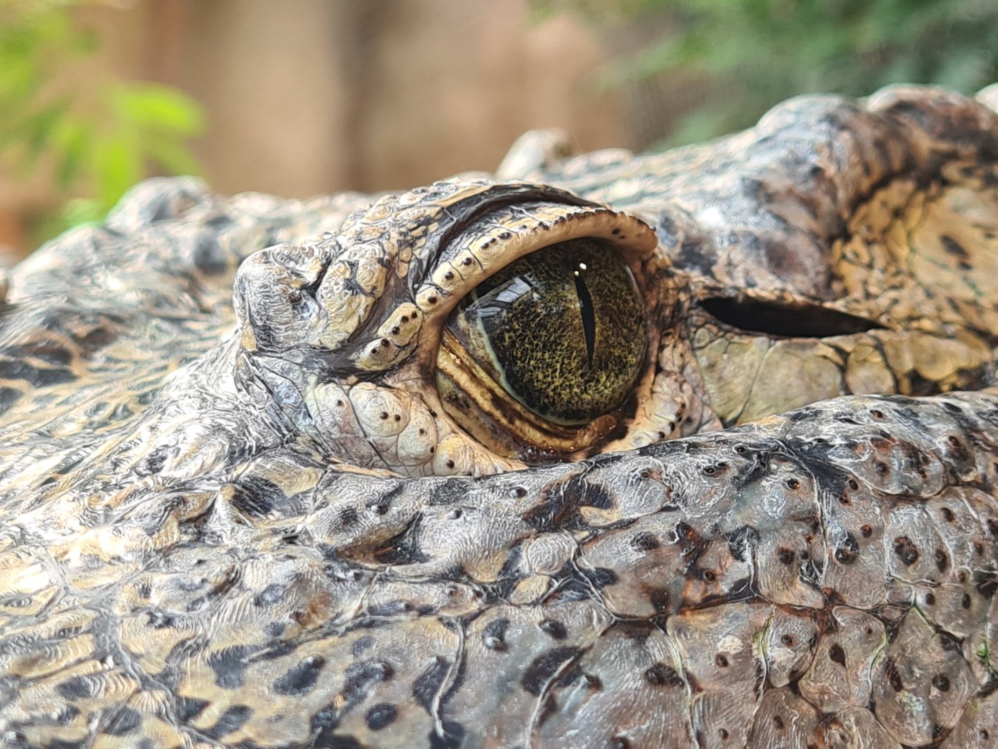 Nile crocodile eye close-up