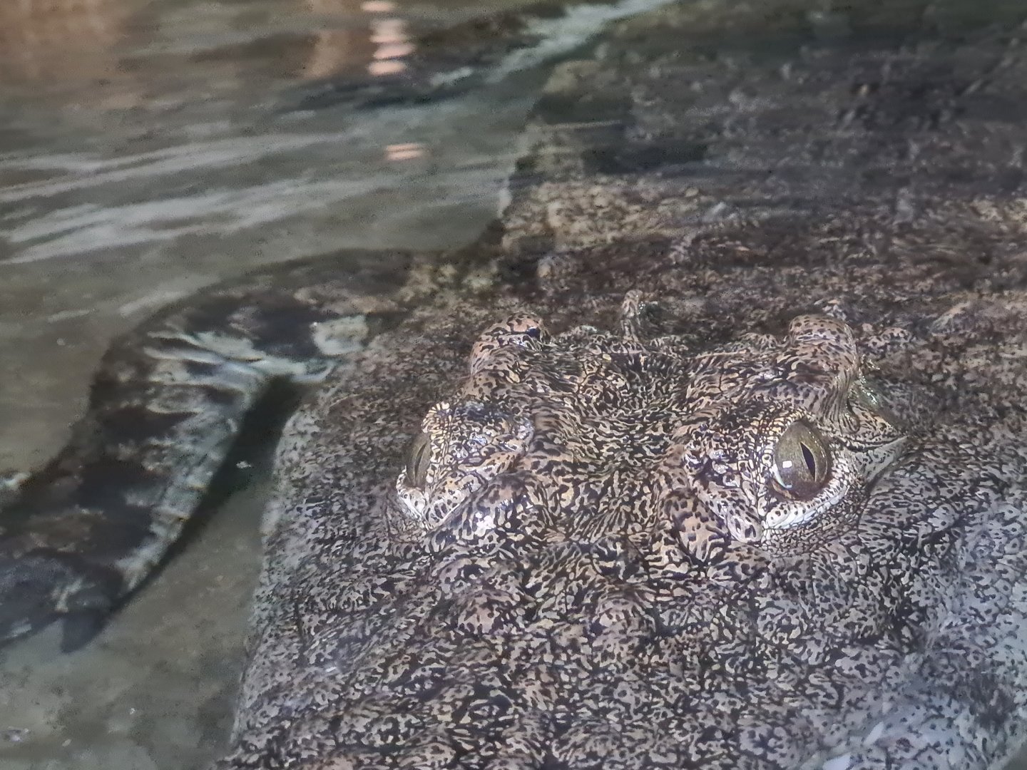 Nile crocodile - eye detail