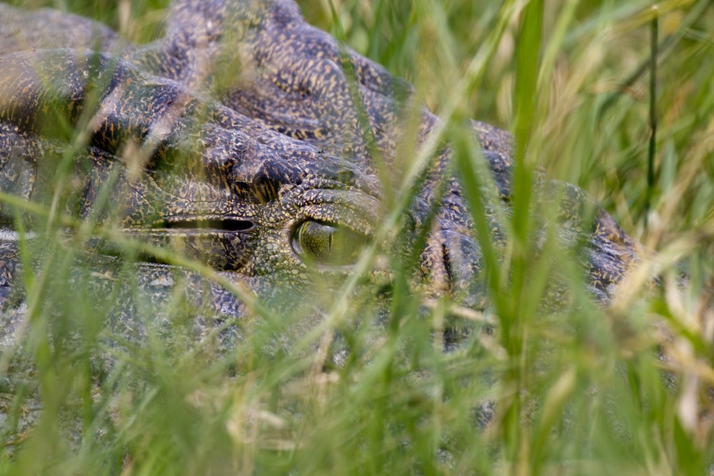 Nile Crocodile eye