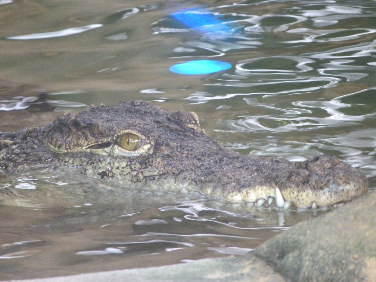 Nile crocodile -Faunia (2025)