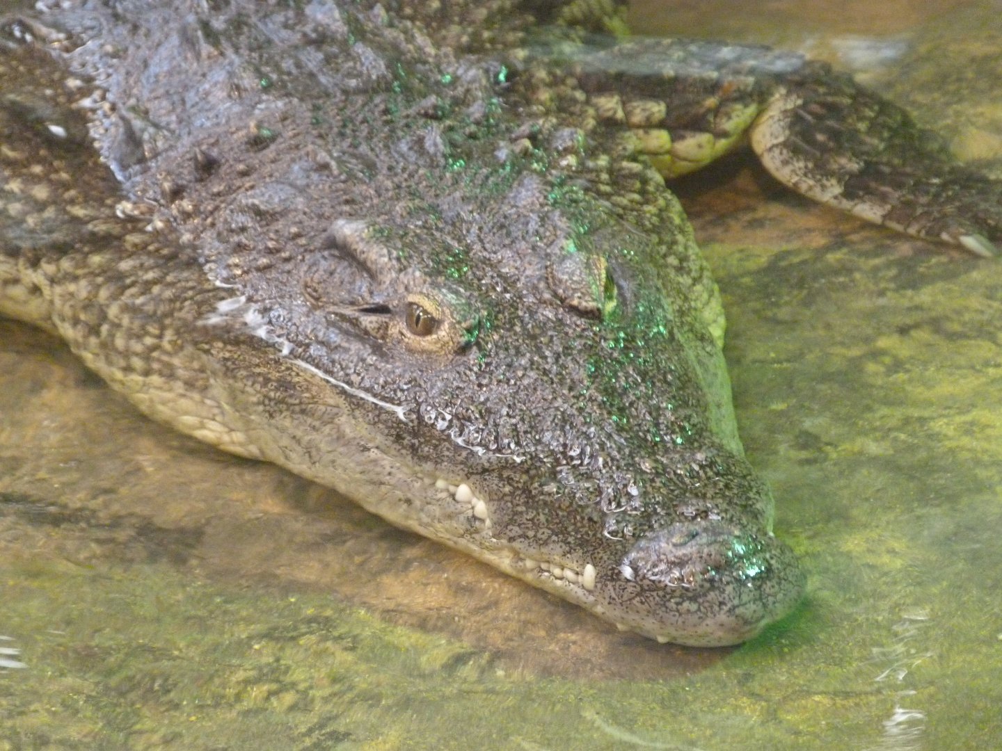 Nile crocodile -Faunia (2025)