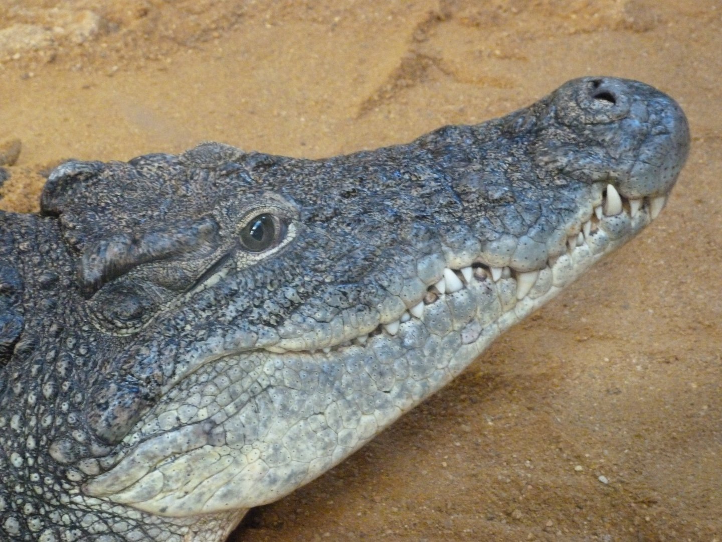 Nile crocodile -Faunia (2025)