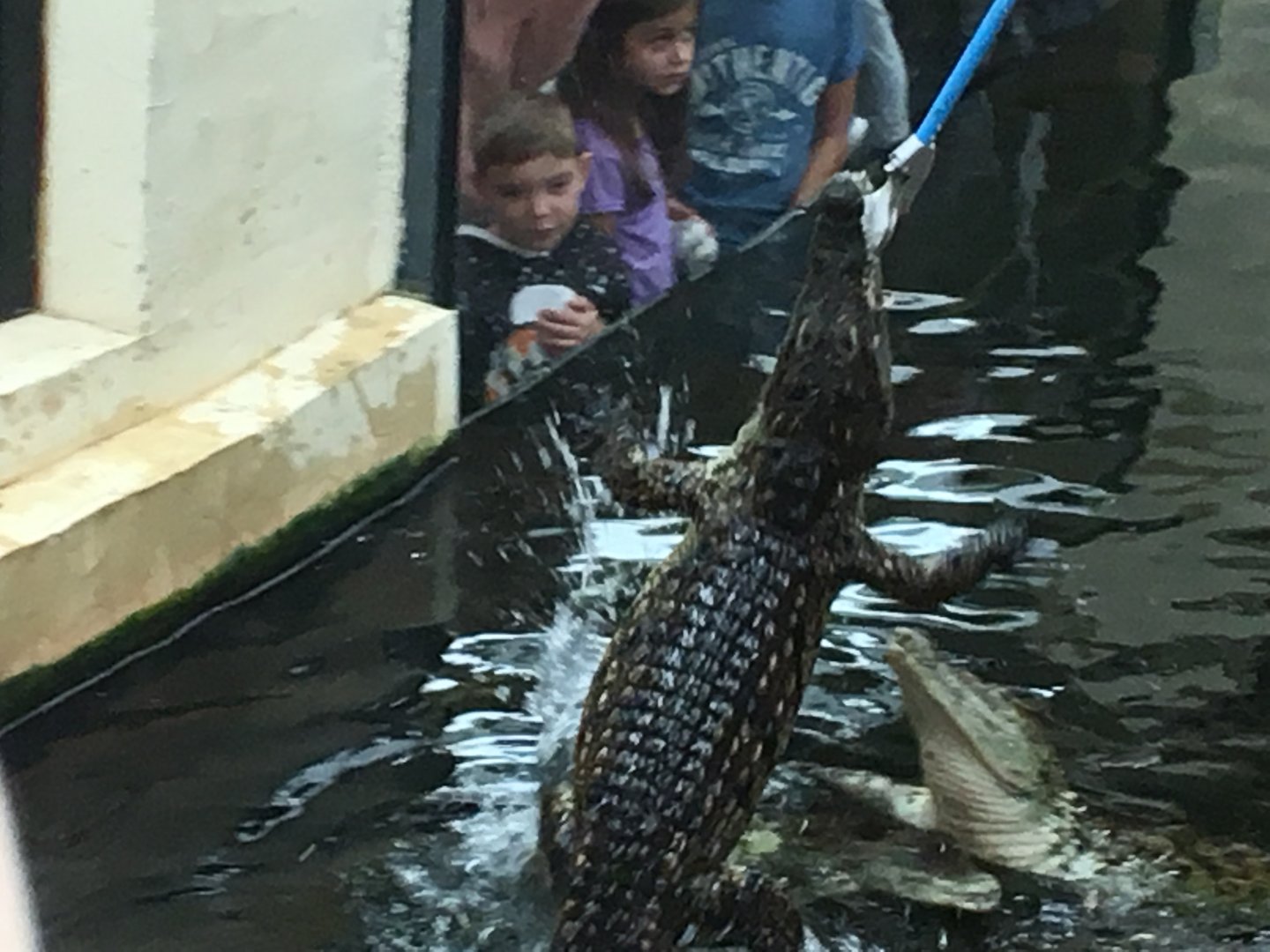 Nile crocodile feeding 100917