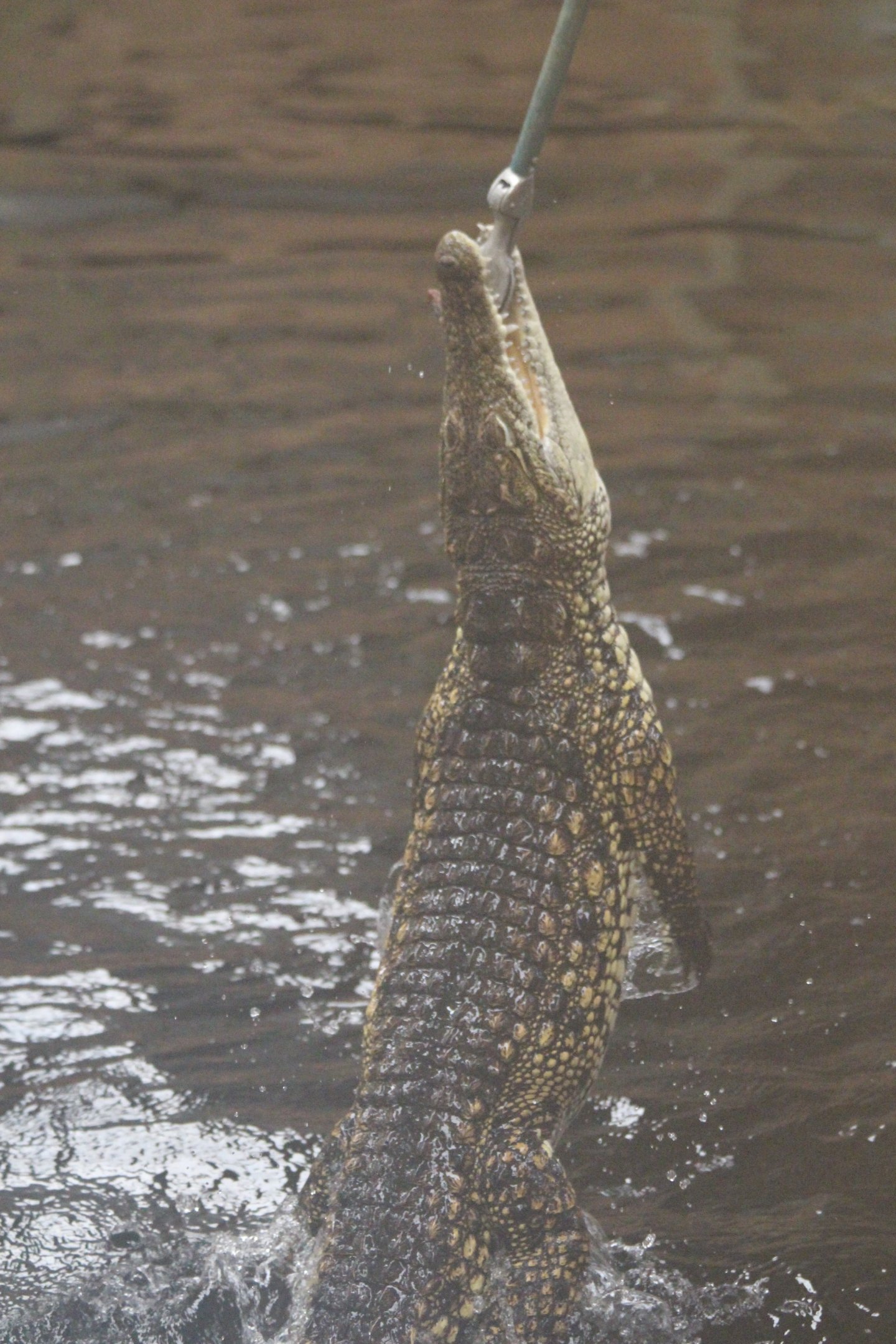 Nile Crocodile feeding @ Crocs of the World; 23.09.2016