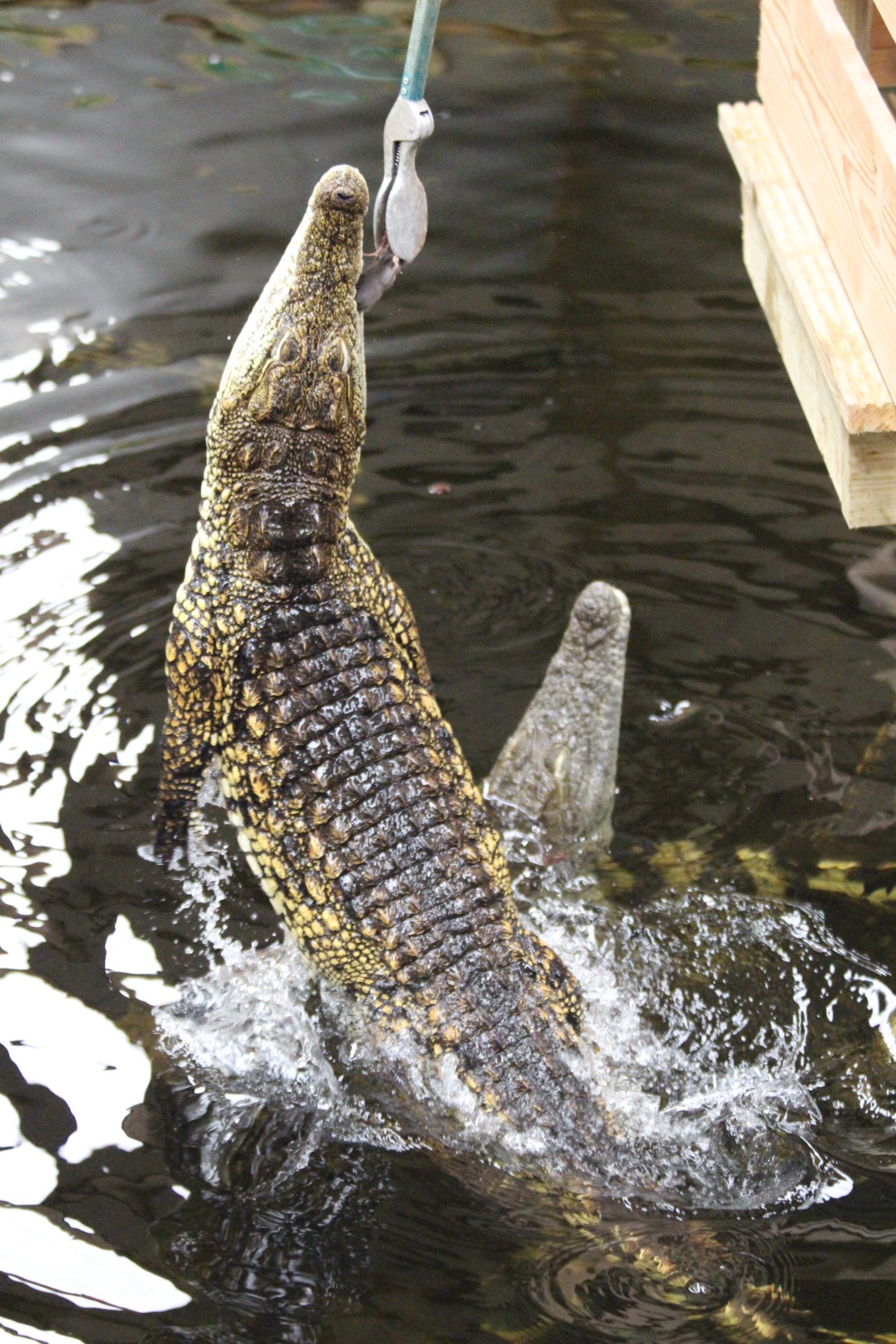 Nile Crocodile feeding @ Crocs of the World; 23.09.2016