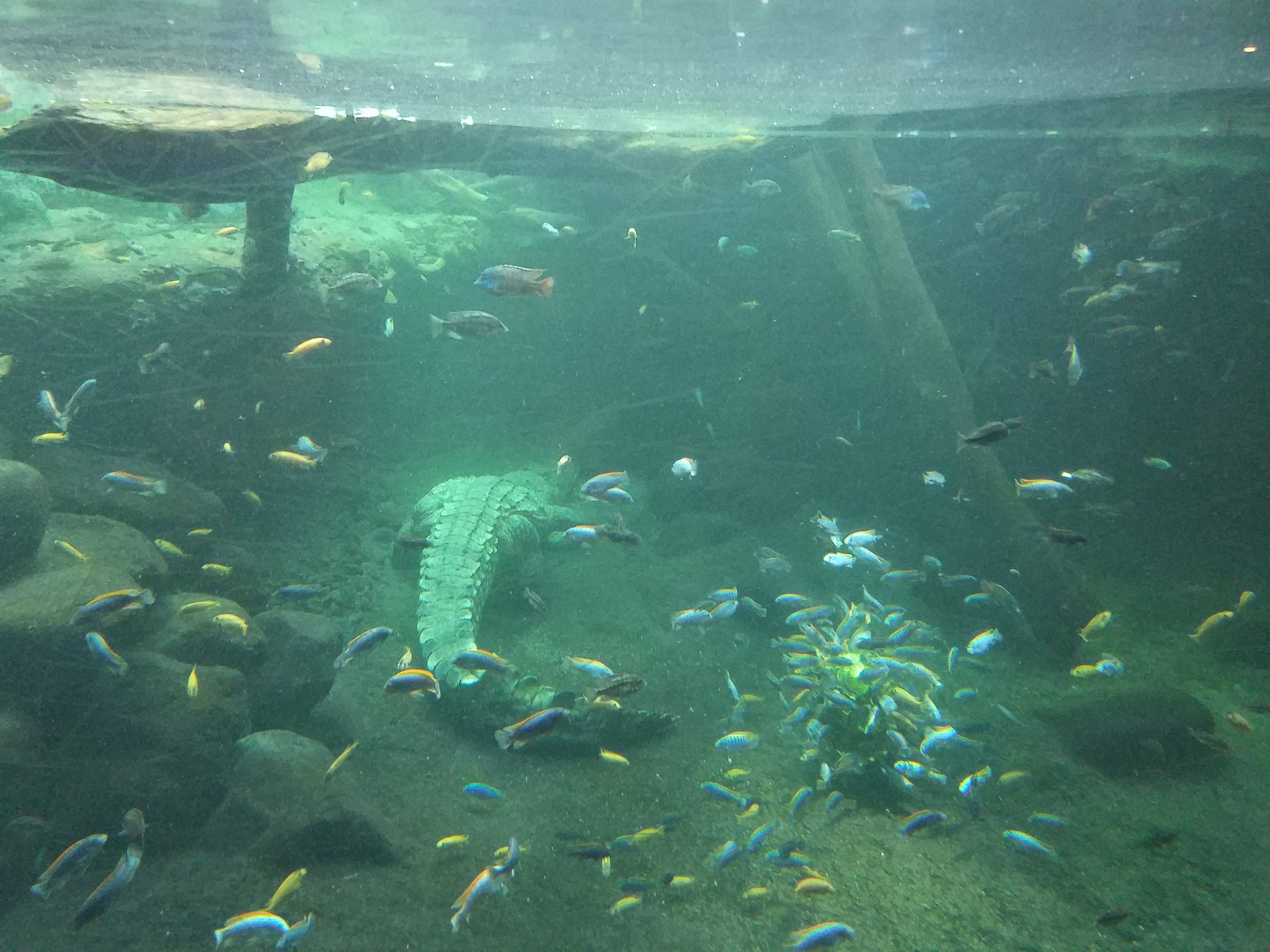 Nile Crocodile, Gamgoas House