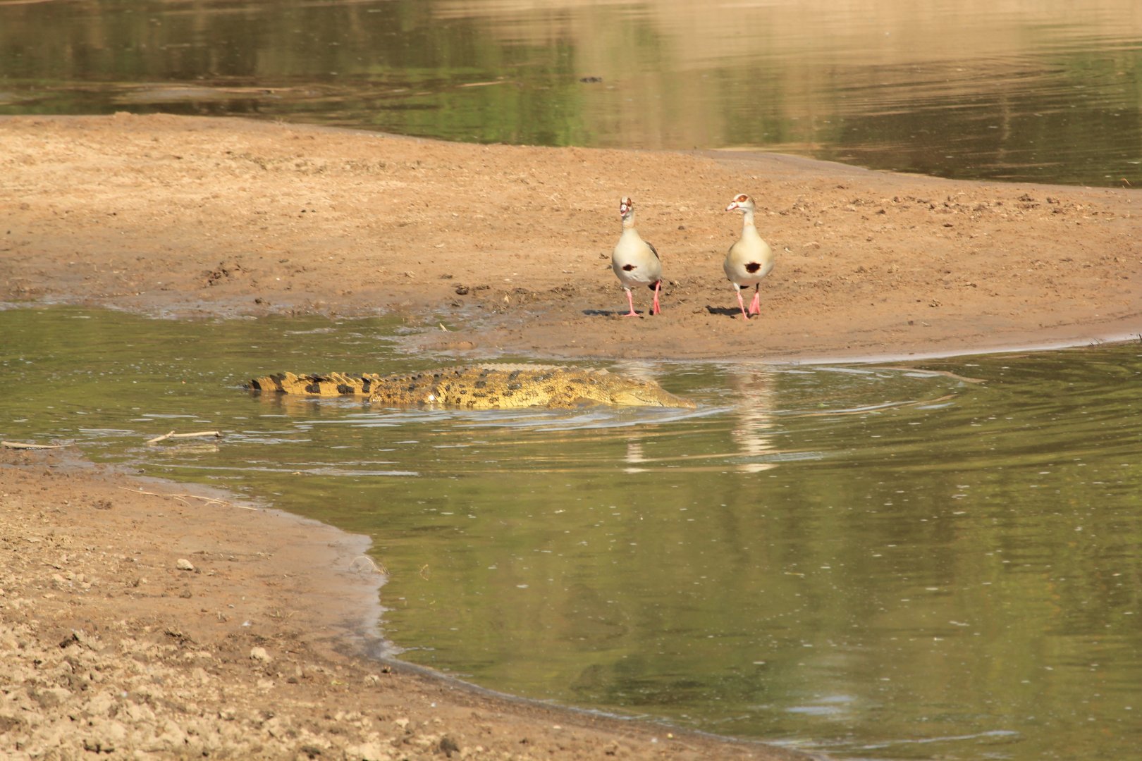 Nile Crocodile & Goose - Masai Mara (September 2018)