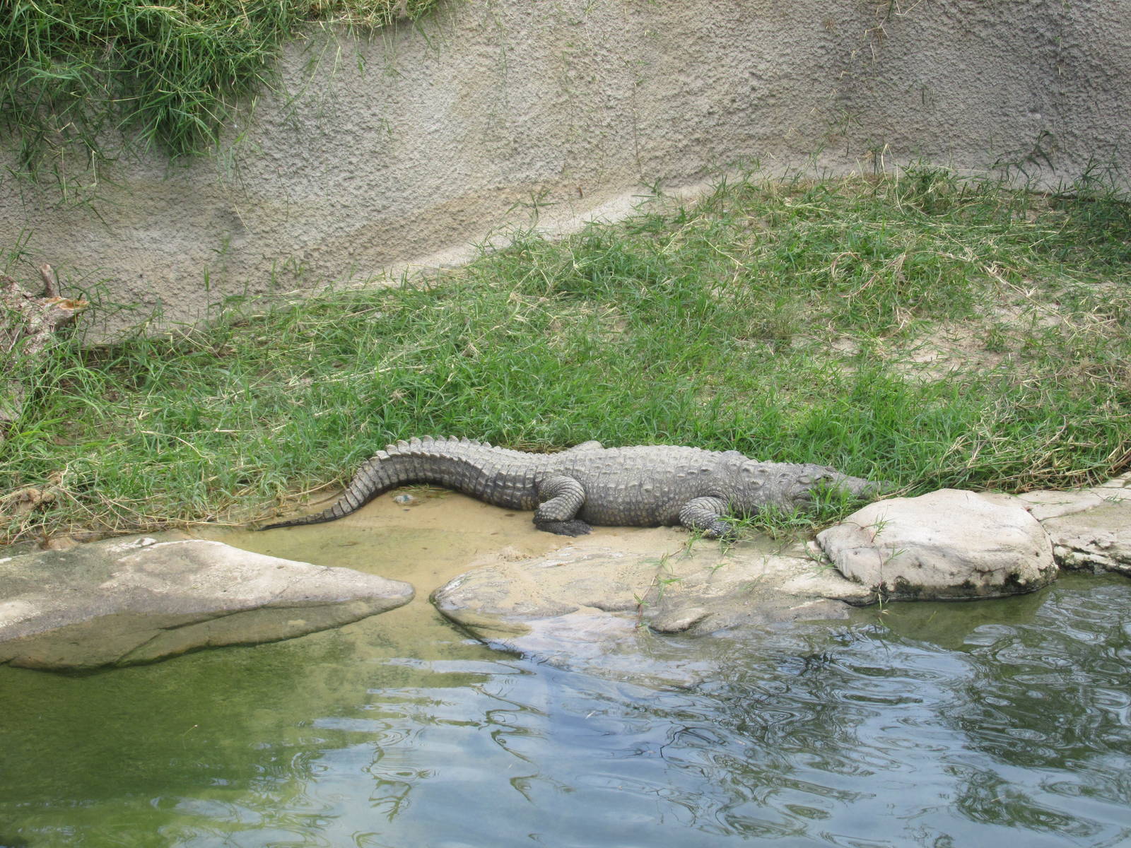 nile crocodile guadalajara zoo