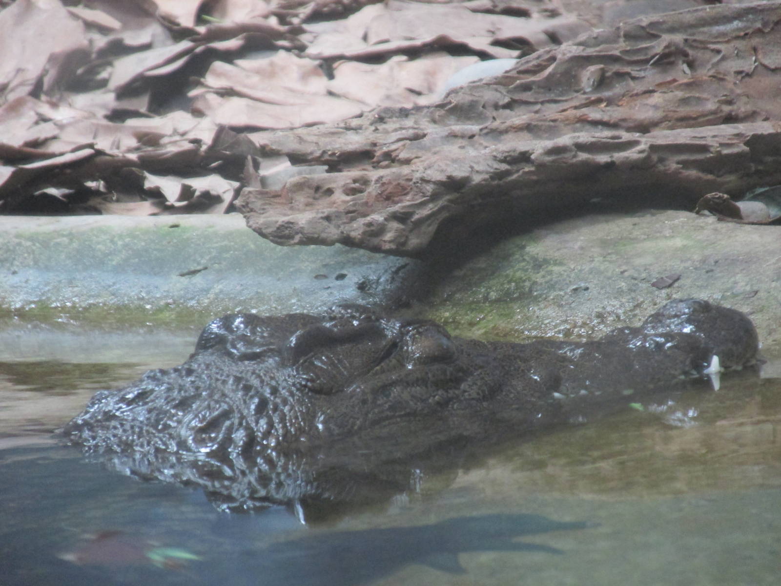 nile crocodile guadalajara zoo