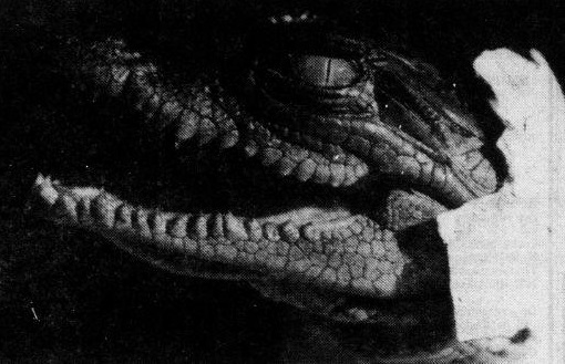 Nile crocodile hatchling