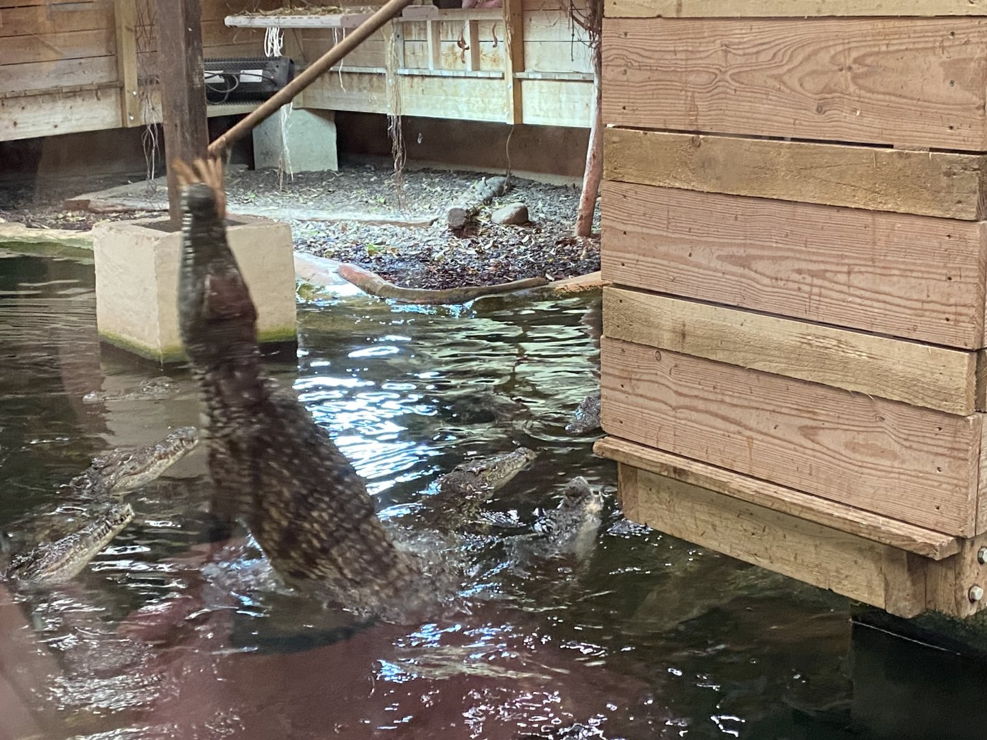 Nile crocodile image 1