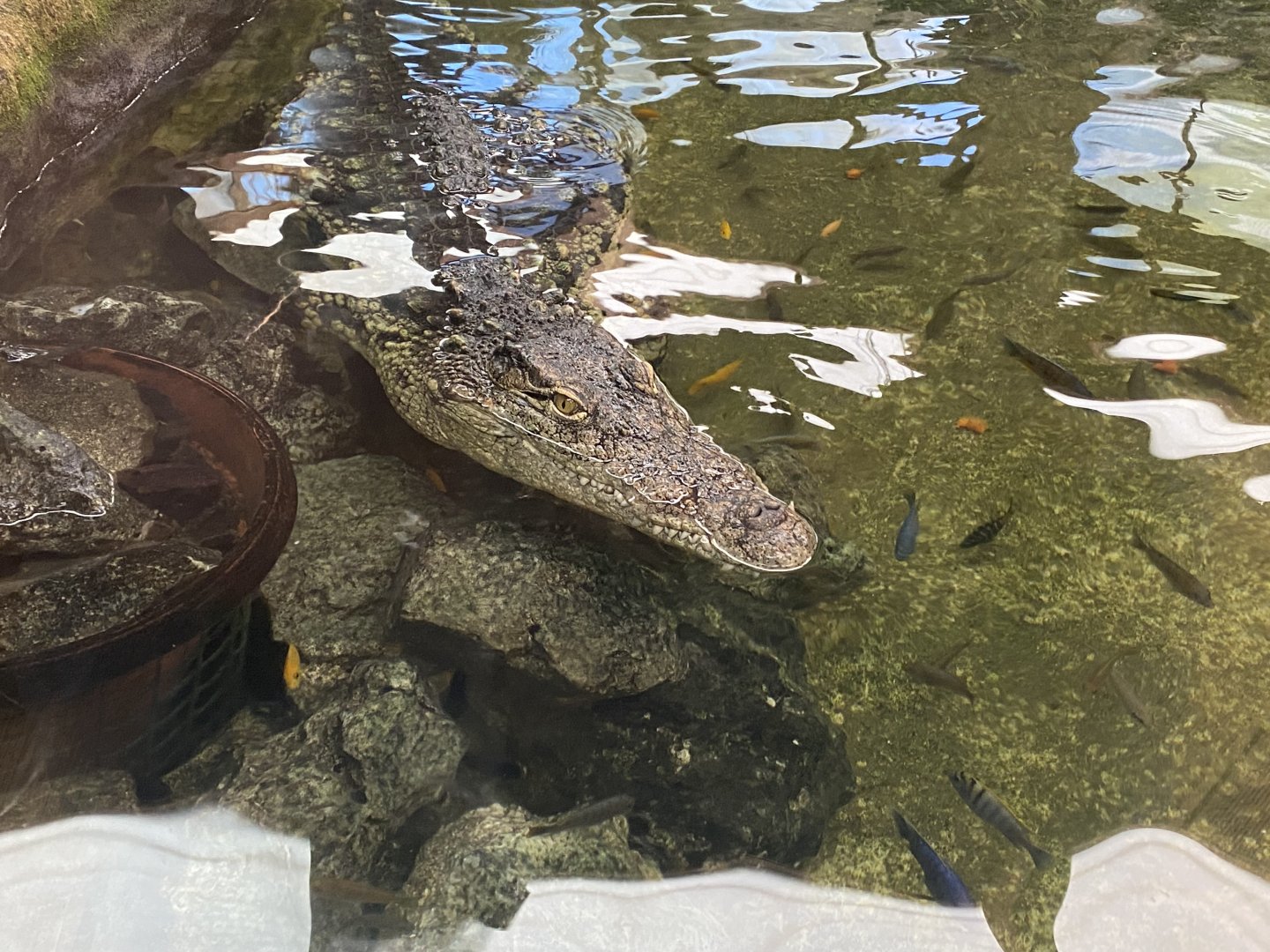 Nile crocodile image 2