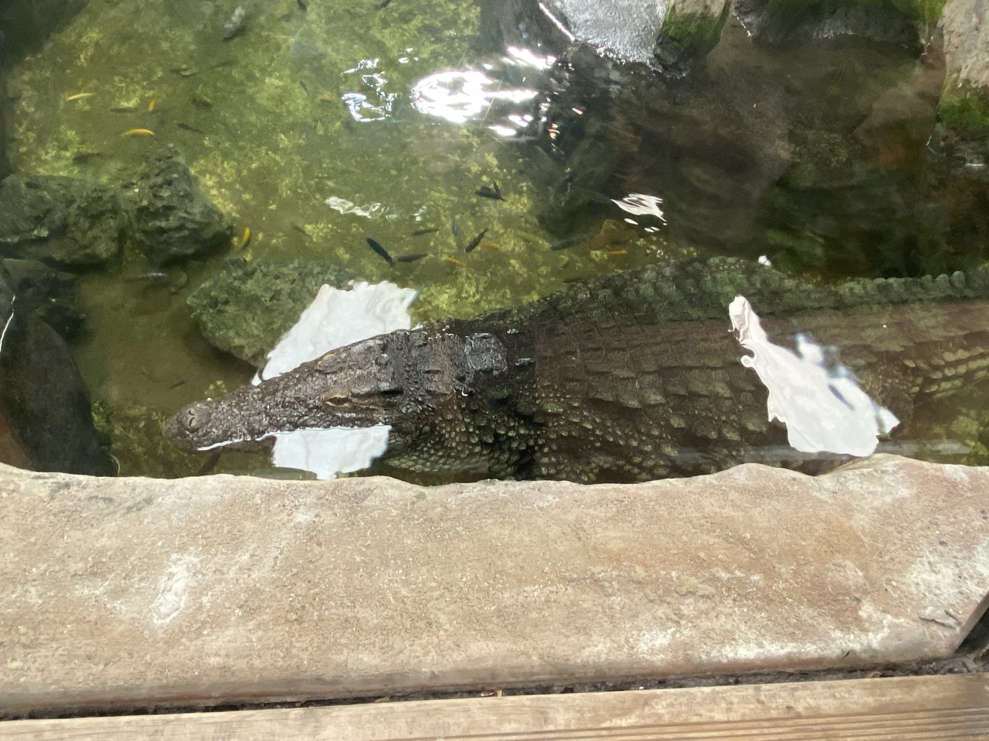 Nile crocodile image 3