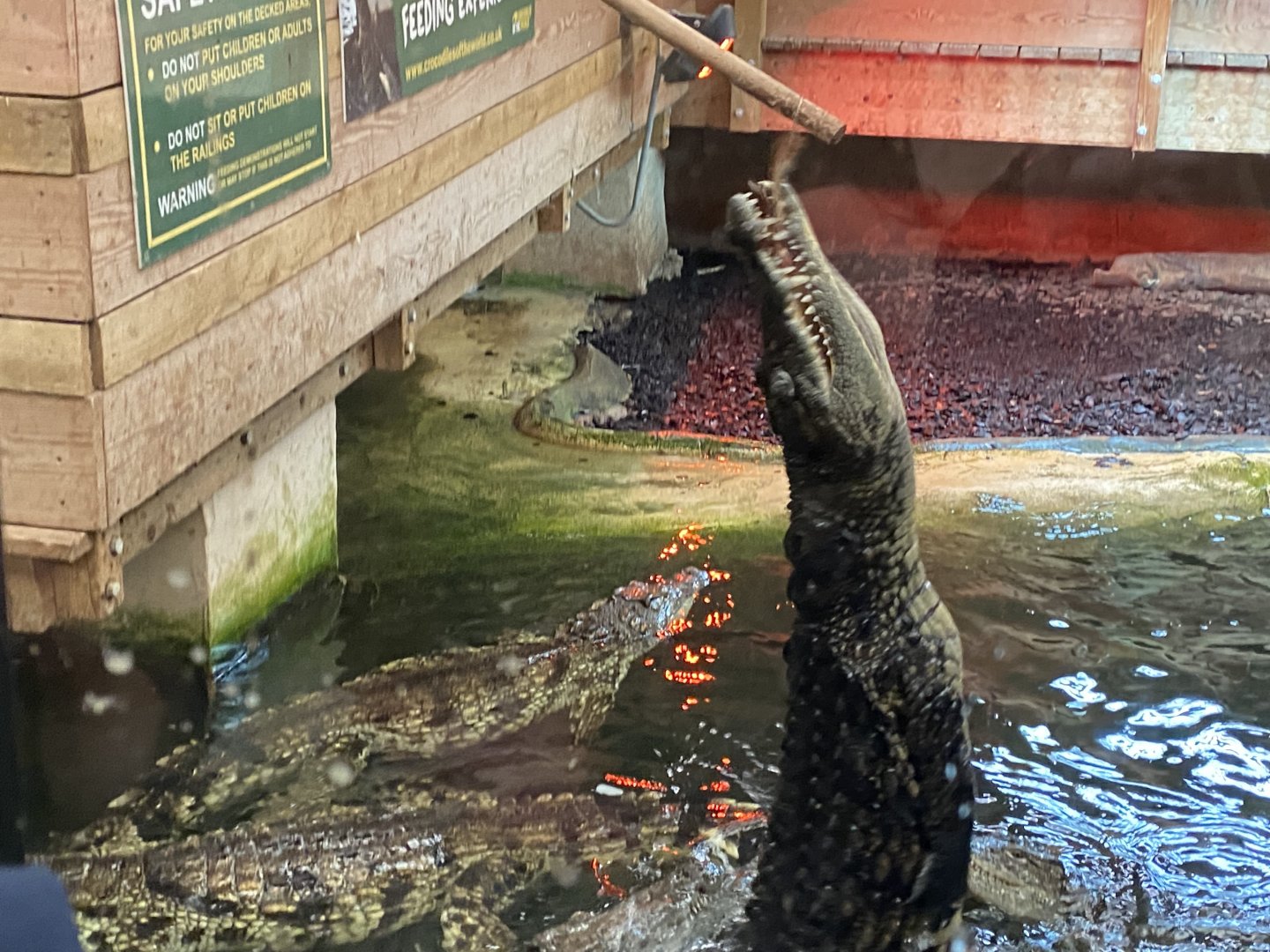 Nile crocodile image 3