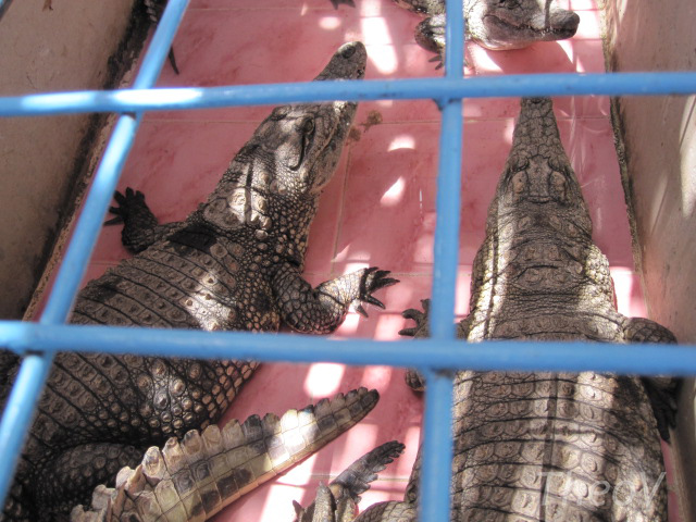 Nile crocodile in a small village along the Nile [2010]