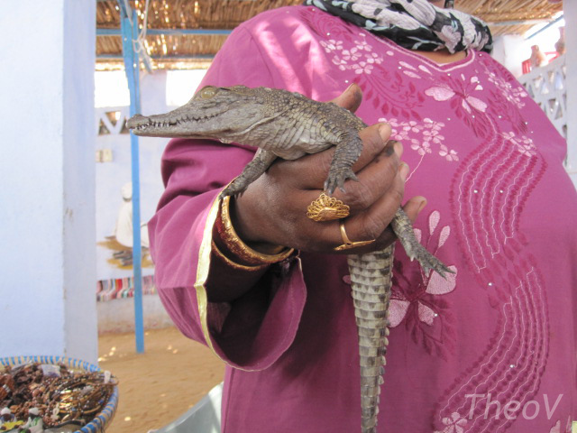 Nile crocodile in a small village along the Nile [2010]