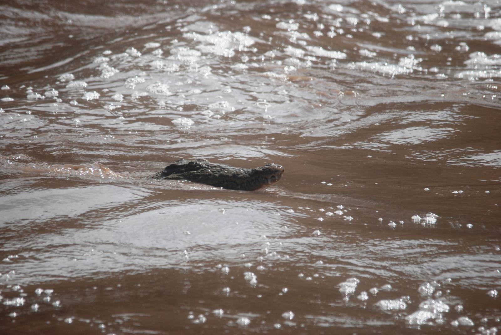 Nile Crocodile in Awash NP, 12/10/14