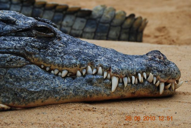 Nile crocodile in the new Hippodom