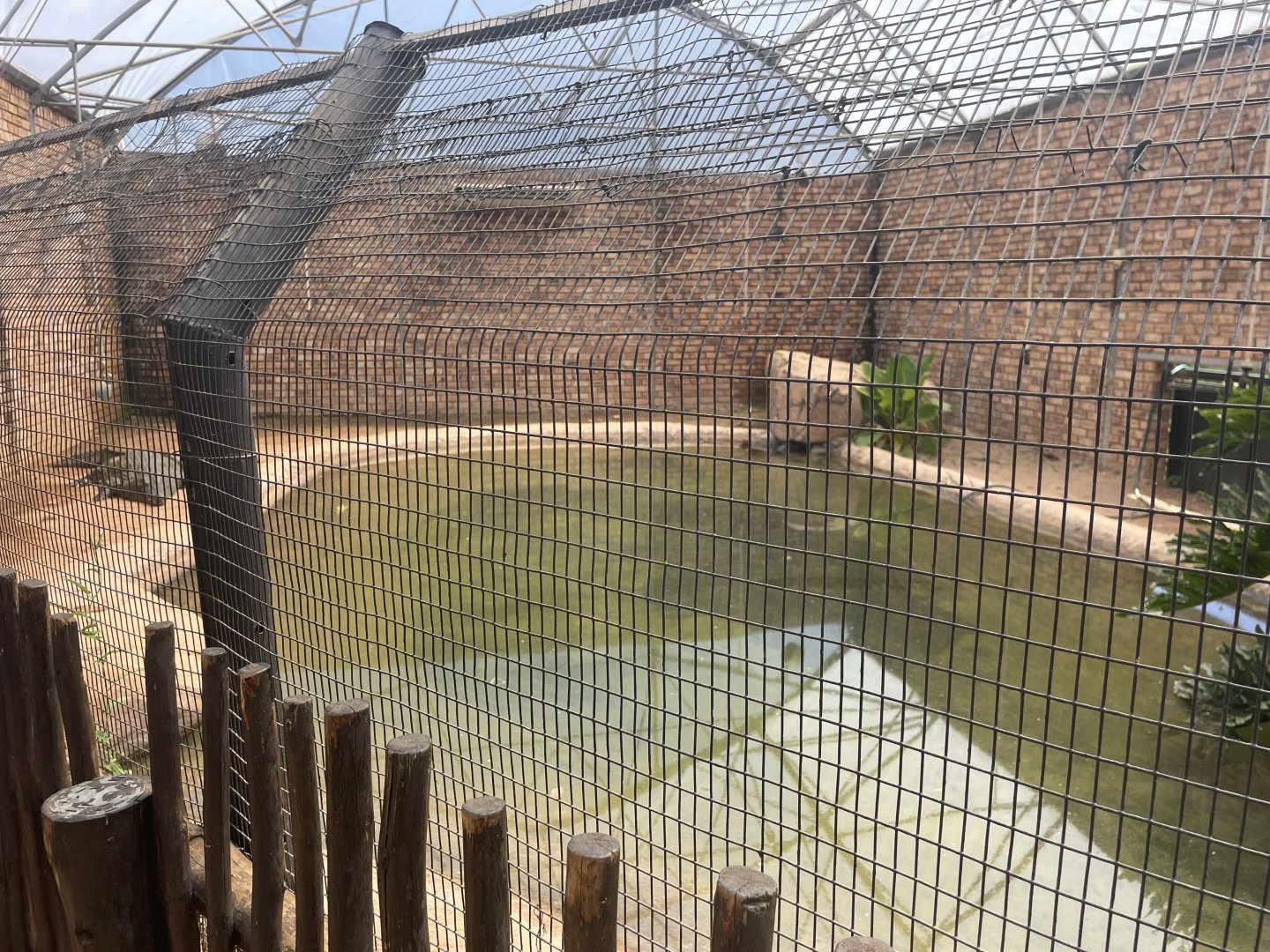 Nile Crocodile Indoor Exhibit (Crocodylus niloticus)