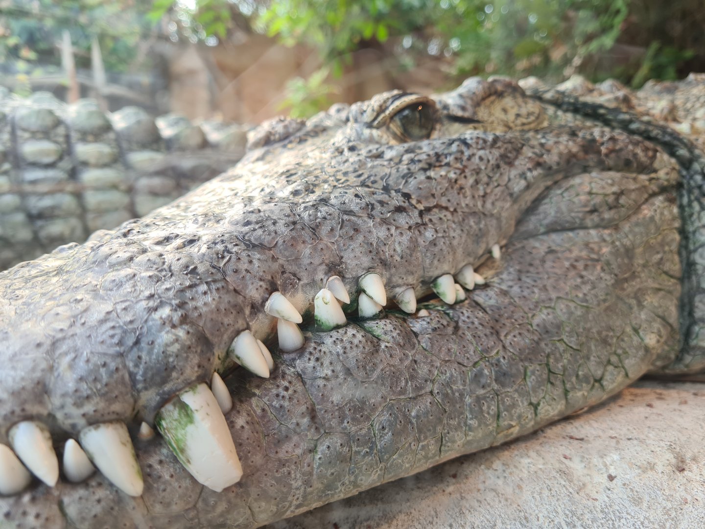 Nile crocodile jaw close-up