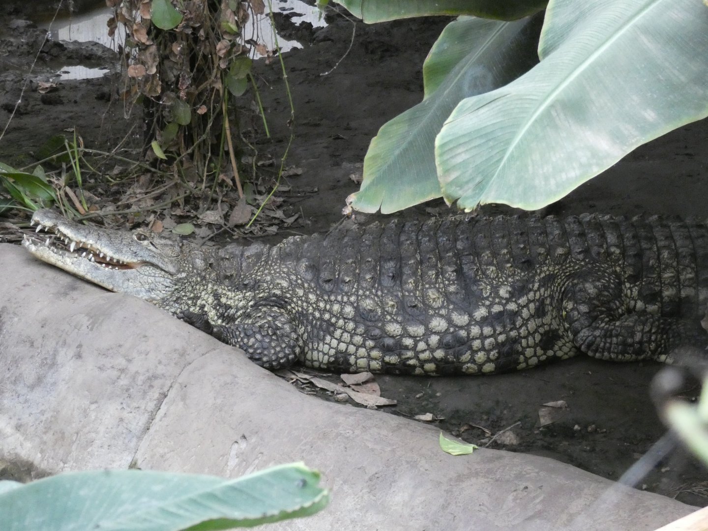 Nile crocodile (Johnson's of Old Hurst)
