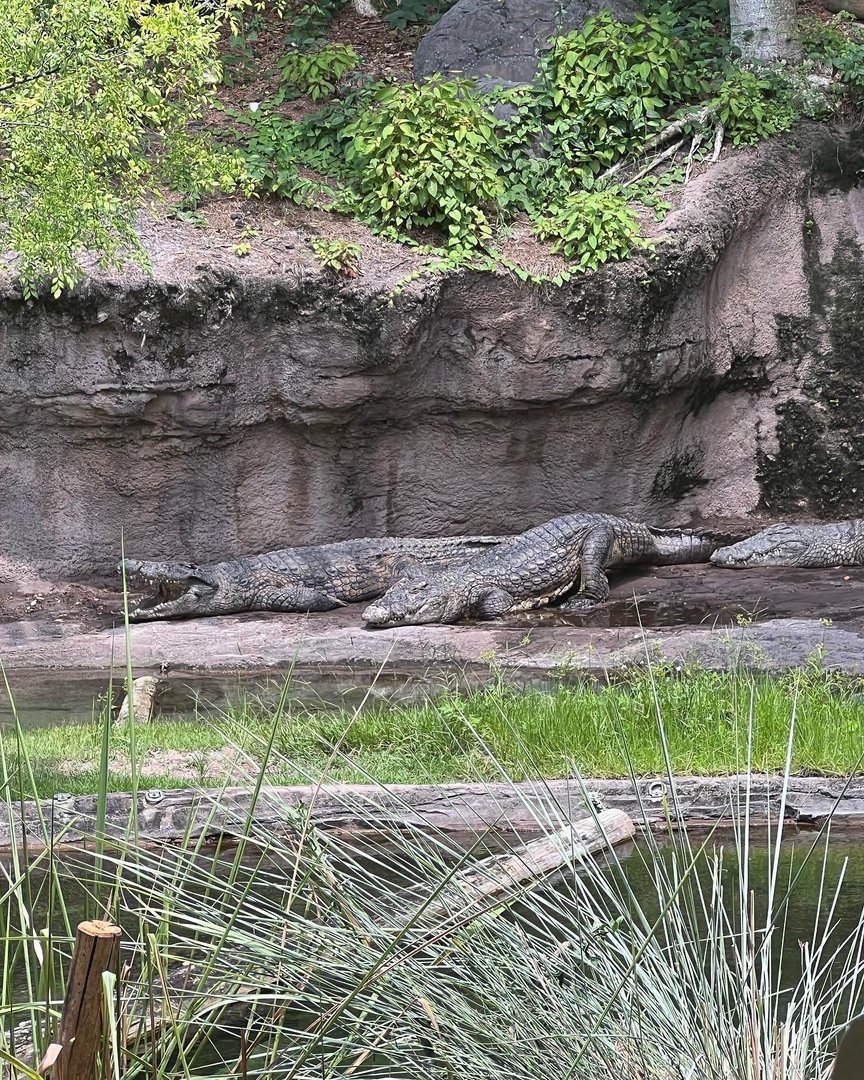 Nile crocodile, June 2022