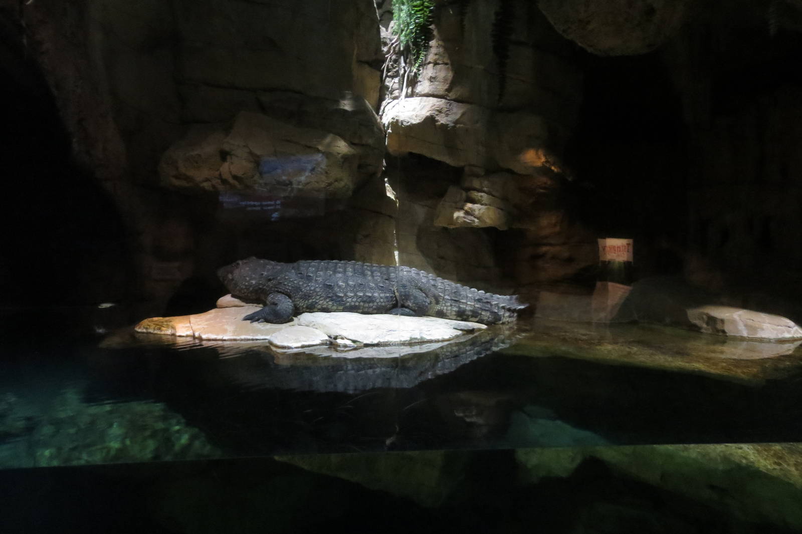 Nile Crocodile - Madagascar 031215